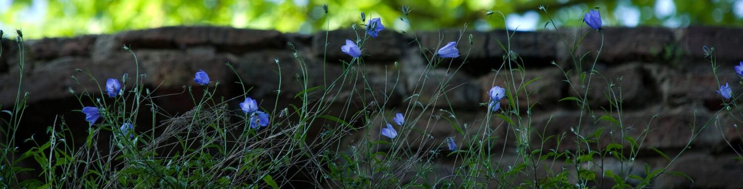 Headerbild: Blumen vor Mauer